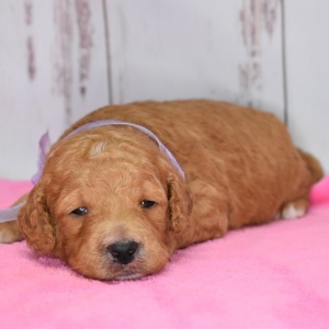 Goldendoodle Puppy Ellie