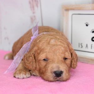 Goldendoodle Puppy Ellie