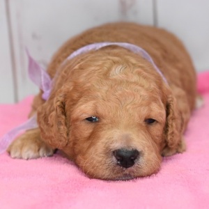 Goldendoodle Puppy Ellie