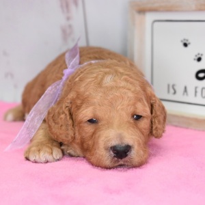 Goldendoodle Puppy Ellie
