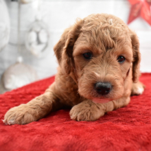 Goldendoodle Puppy Ellie