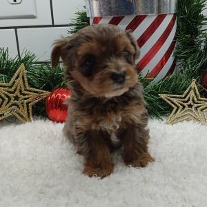 Yorkiepoo Puppy Basal