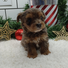 Yorkiepoo Puppy Basal