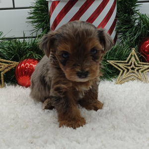 Yorkiepoo Puppy Basal