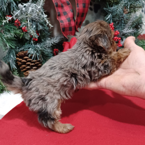 Yorkiepoo Puppy Basal