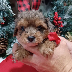 Yorkiepoo Puppy Basal