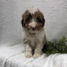 Aussiedoodle Puppy Deanna