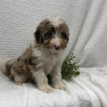 Aussiedoodle Puppy Deanna