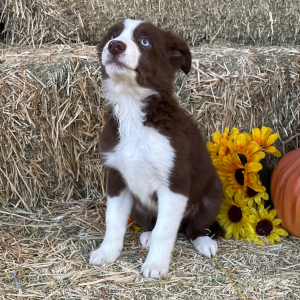 Border Collie Puppy McGruff