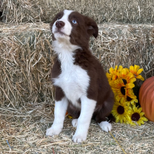 Border Collie Puppy McGruff