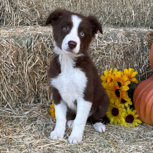 Border Collie Puppy McGruff