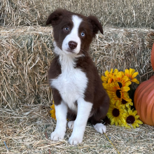 Border Collie Puppy McGruff