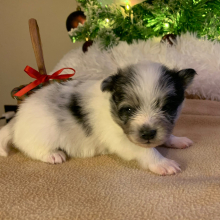 Pomeranian Puppy Chip