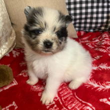 Pomeranian Puppy Chip