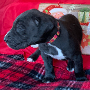 Great Dane Puppy Raven