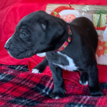 Great Dane Puppy Raven