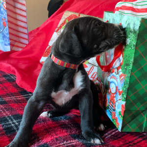 Great Dane Puppy Raven
