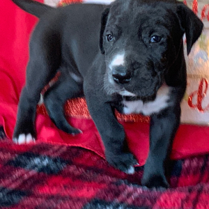 Great Dane Puppy Raven