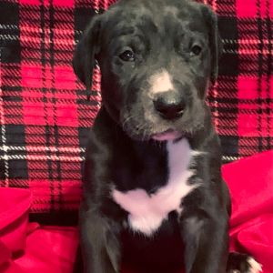 Great Dane Puppy Raven