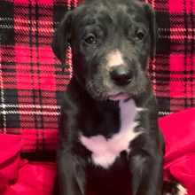 Great Dane Puppy Raven