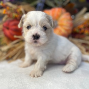 Shih Tzu Puppy Patty