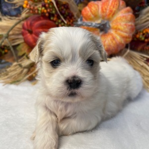 Shih Tzu Puppy Patty