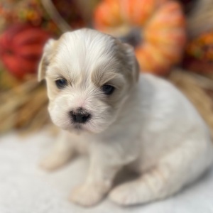 Shih Tzu Puppy Patty