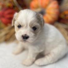 Shih Tzu Puppy Patty