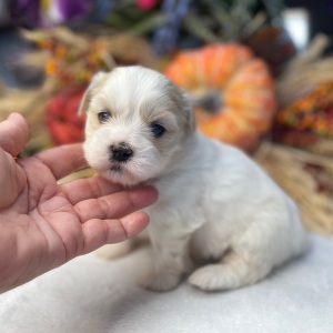 Shih Tzu Puppy Patty