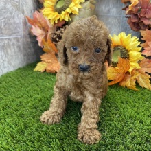 Poodle Puppy Sully