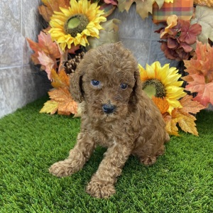 Poodle Puppy Sully