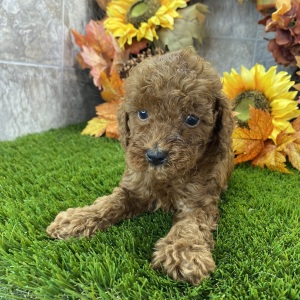 Poodle Puppy Sully