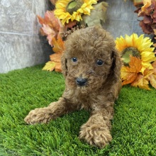 Poodle Puppy Sully
