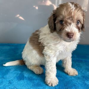 Bernedoodle Puppy Zack