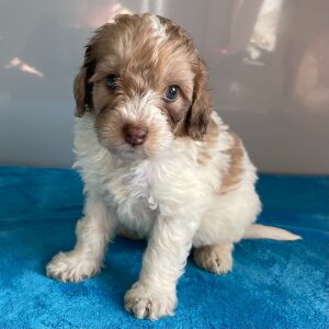 Bernedoodle Puppy Zack