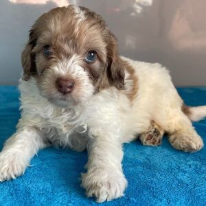Bernedoodle Puppy Zack