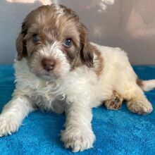 Bernedoodle Puppy Zack