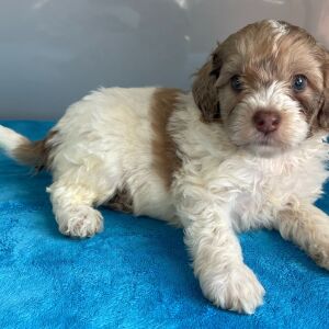 Bernedoodle Puppy Zack