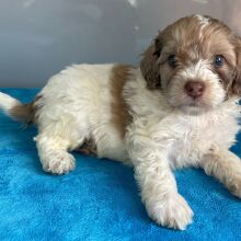 Bernedoodle Puppy Zack