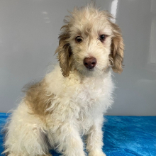 Bernedoodle Puppy Zack