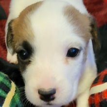 Jack Russell Terrier Puppy Tisha
