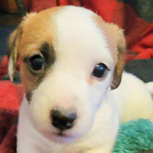 Jack Russell Terrier Puppy Tisha
