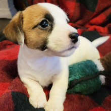 Jack Russell Terrier Puppy Tisha