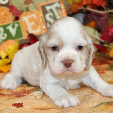 Cocker Spaniel Puppy Piper