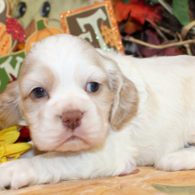 Cocker Spaniel Puppy Piper