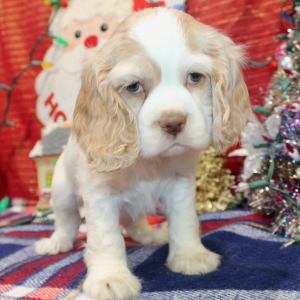 Cocker Spaniel Puppy Piper