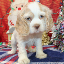 Cocker Spaniel Puppy Piper