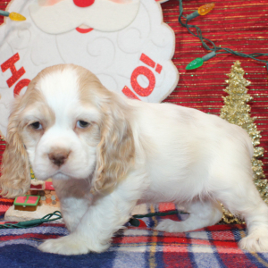 Cocker Spaniel Puppy Piper