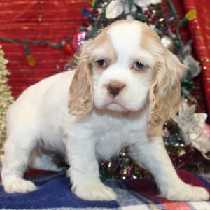 Cocker Spaniel Puppy Piper