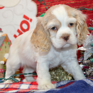 Cocker Spaniel Puppy Piper